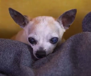 Meet your Posher, Winnie